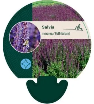 Tuin Salie