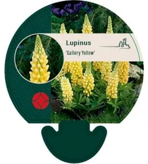 Tuinlupine
