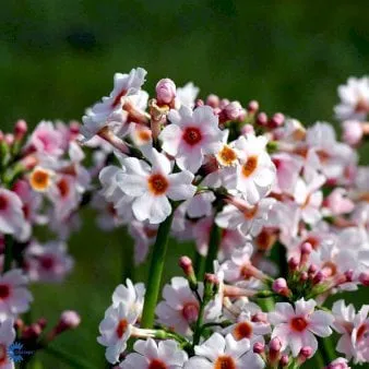 Japanse sleutelbloem