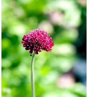Knautia