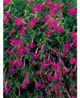 Herfstphlox