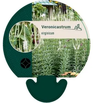 Virginische ereprijs